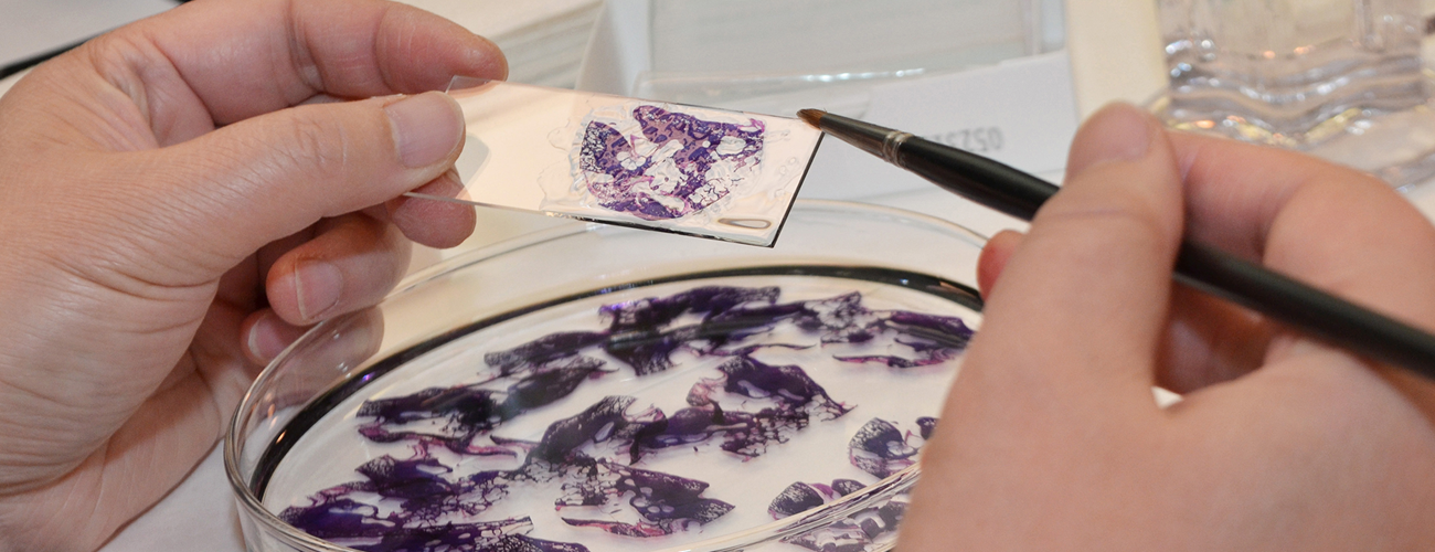 cells in a petrie dish