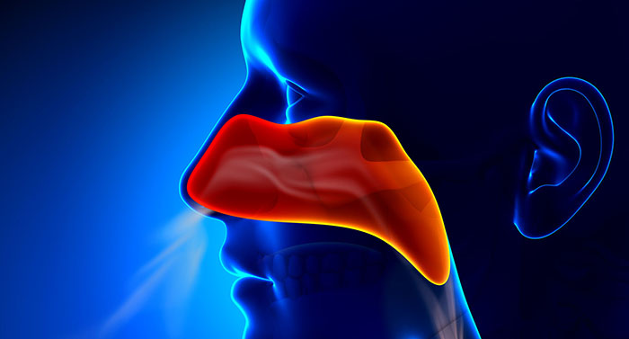 illustration of nose inhaling